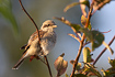 Young Red-backed Shrike