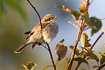 Young Red-backed Shrike