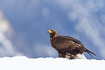 Young golden eagle