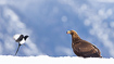 Young golden eagle in size comparison with a magpie