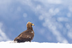 Young golden eagle