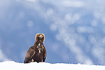 Young golden eagle