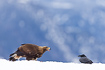 Young golden eagle i size comparion with a raven