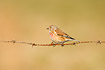Common Linnet male sitting on barbed wire fence