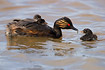 Black-necked Greebe with two young on its back feeding third young on the water