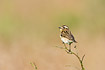 Female Whinchat sitting on twigs