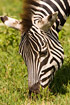 Portrait of grazing zebra (boehmi)