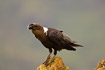 Photo ofWhite-naped Raven (Corvus albicollis). Photographer: 