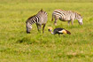 Crowned Crane on the savannah with zebras in background