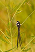 Photo ofPin-tailed Whydah (Vidua macroura). Photographer: 