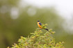 Photo ofRed-breasted Swallow/Rufous-chested Swallow (Hirundo semirufa). Photographer: 