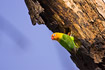 Photo ofFischers Lovebird (Agapornis fischeri). Photographer: 