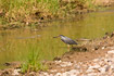 Striated Heron standing on river bank