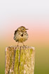 Meadow Pipit on fence post