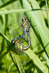Hairy Dragonflies copulating