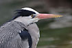 Grey Heron - head and bill in close-up