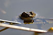 Common Toad hangs in water and watches the fotographer