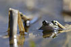 Common Frog in water