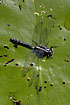 Club-tailed Dragonfly male resting on floating leaf of White Water-lily (Nymphaea alba)