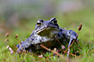 Common Toad in frontal view rests in the moss Polytrichum formosum