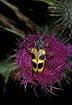 Foto af Fireplettet Blomsterbuk (Pachyta quadrimaculata). Fotograf: 