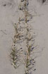 Foto af Sand-Star (Carex arenaria). Fotograf: 
