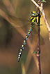 Lateral view of Southern Hawker