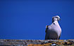 Collared Dove on a roof
