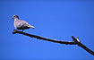 Lonely Collared Dove