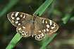 Speckled Wood in the sunlight