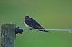 Barn Swallow on wire