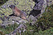 Marmot on watch