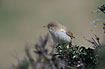 Desert Warbler on breeding ground