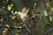 Young Black-faced Bunting photographed in autumn