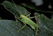 Oak bush cricket on oak leaves