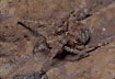 The rare and beautyfully camouflaged spider Gibbaranea omoeda