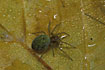 The beautyful spider Nigma walckenaeri