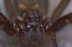 Face of Giant House Spider