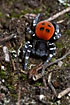 Male Ladybird spider