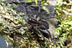 Photo of (Pardosa prativaga). Photographer: 