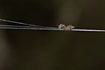 Foto af Tapetserfugleedderkop (Atypus affinis). Fotograf: 