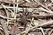 Photo of (Pardosa saltans). Photographer: 