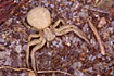 Photo ofCommon Crab Spider (Xysticus cristatus). Photographer: 