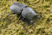 Photo ofLesser Stag Beetle (Dorcus parallelepipedus). Photographer: 
