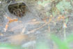 Photo ofMalthonica ferruginea (Malthonica ferruginea). Photographer: 