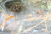 Photo ofMalthonica ferruginea (Malthonica ferruginea). Photographer: 