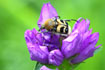 Beetle in a blue flower