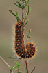 Oak Eggar caterpillar on heather
