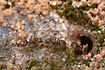 Photo ofGarden Ant (Lasius niger). Photographer: 