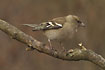 Chaffinch female